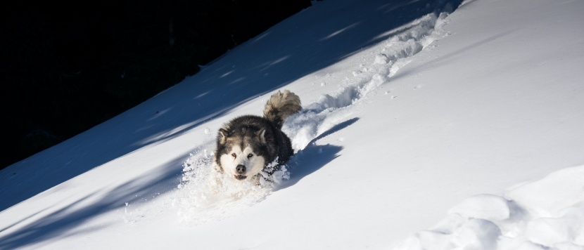 雪地撒欢的宠物狗图片