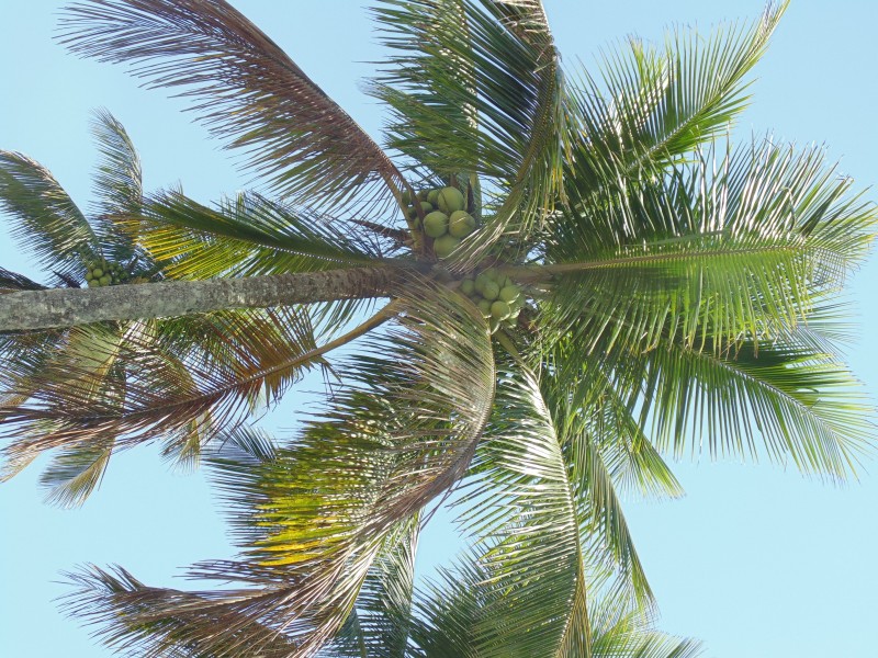 常绿乔木椰子树图片