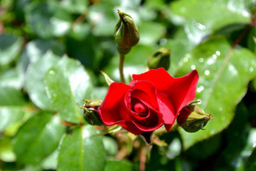 一朵红色的玫瑰图片