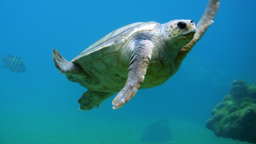 水中奋力游泳的海龟图片