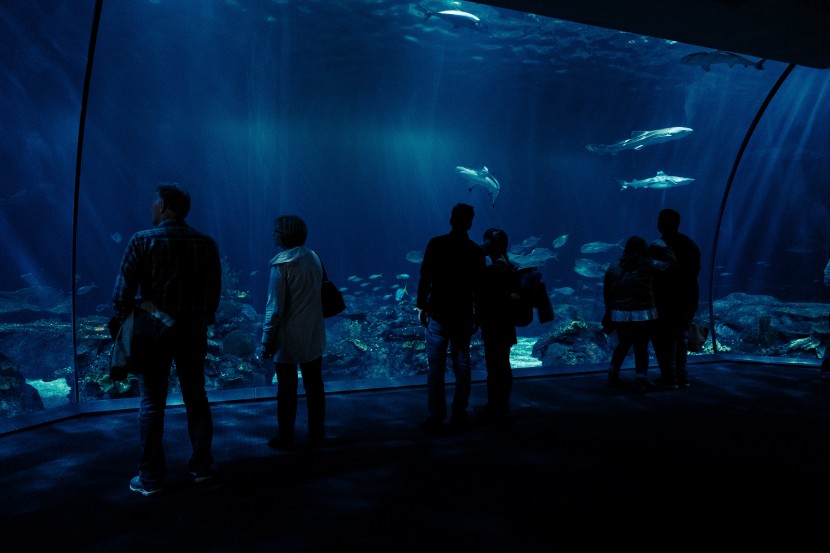 芝加哥谢德水族馆图片