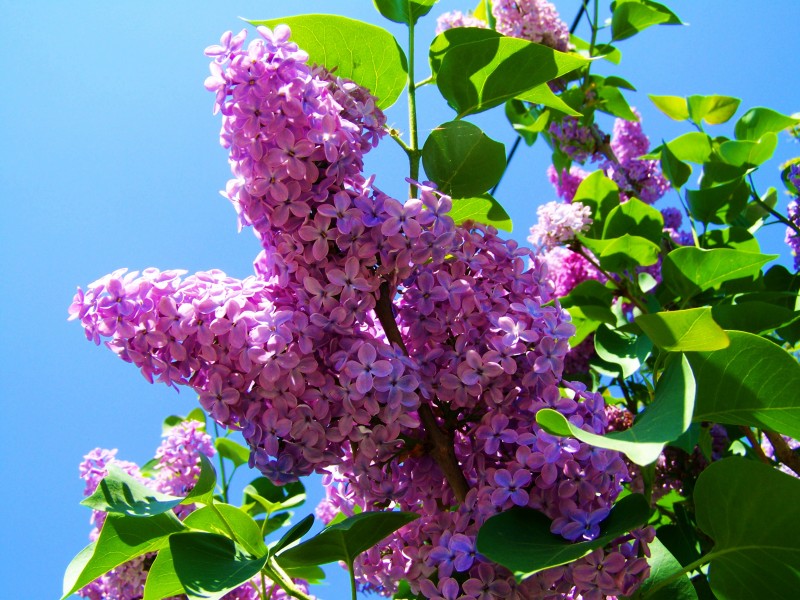 紫色唯美的丁香花图片