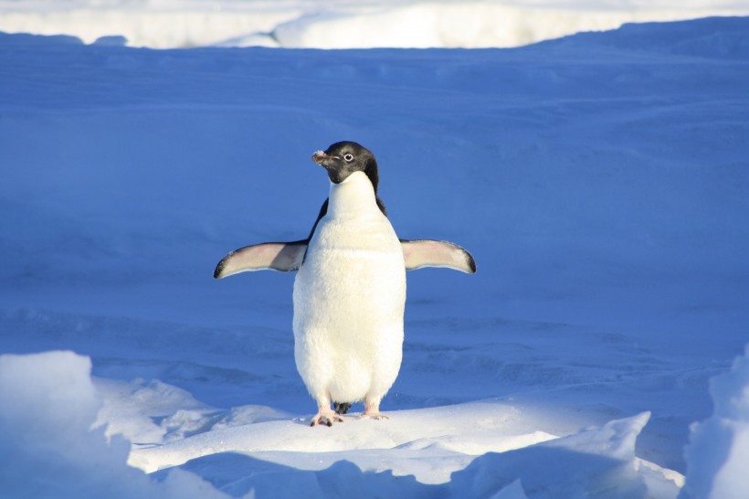 暴躁的阿德利企鹅图片