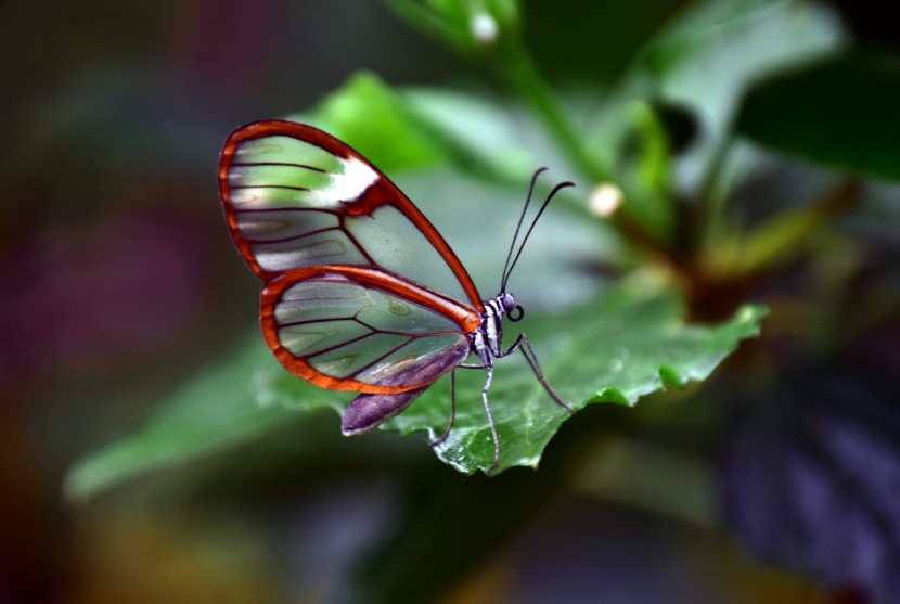 透明翅膀的宽纹黑脉绡蝶图片
