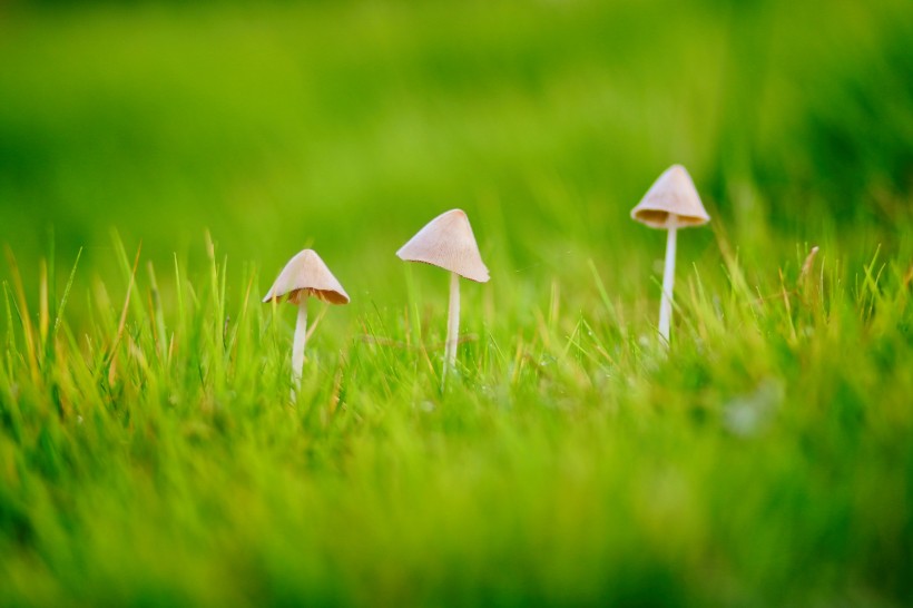 小清新的蘑菇图片