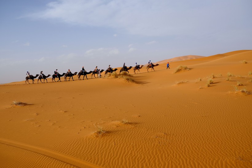 沙漠中成群的骆驼图片