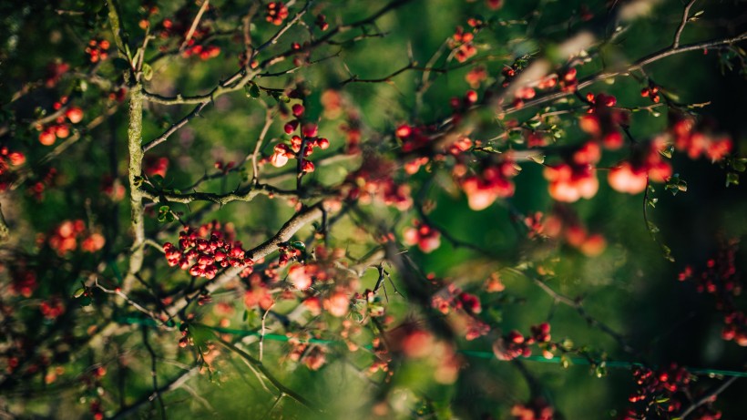 野外枝头红色唯美的野果图片
