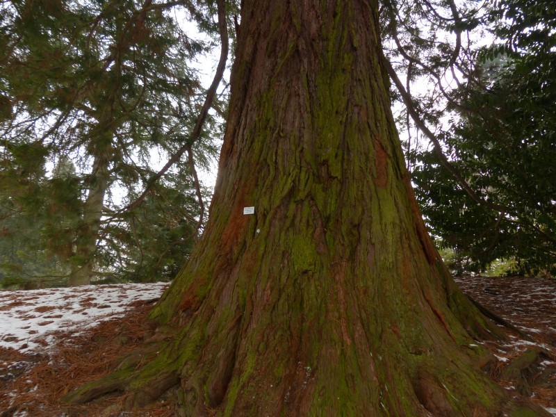 高大粗壮的红杉树图片