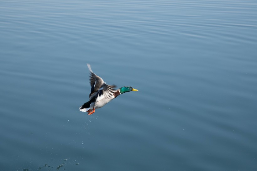 水中自由自在的绿头鸭图片