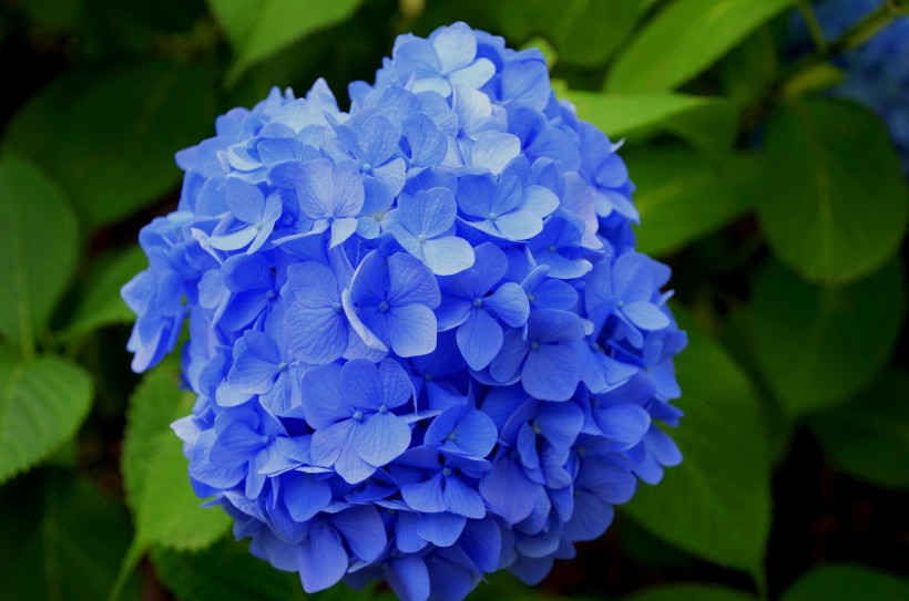 蓝色的绣球花图片