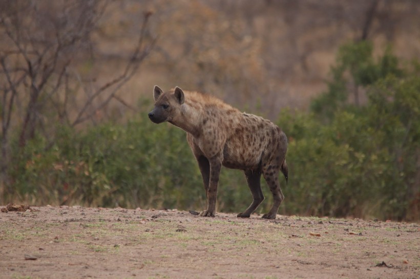 聪明凶猛的斑鬣狗图片