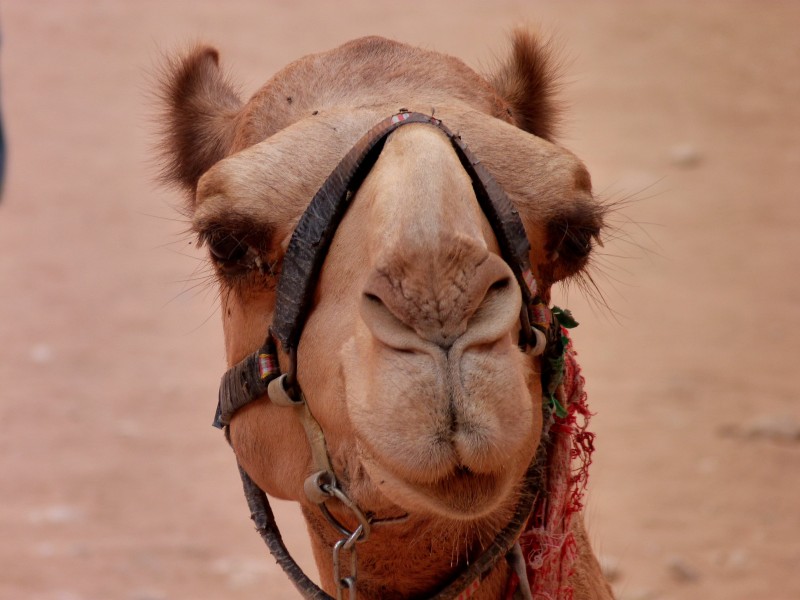 吃苦耐劳的骆驼图片