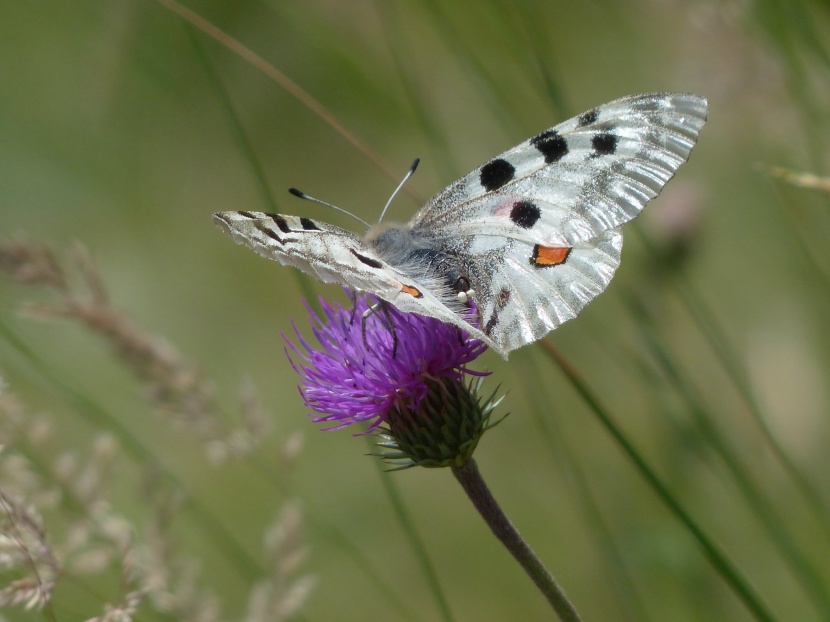 美丽珍贵的阿波罗绢蝶图片