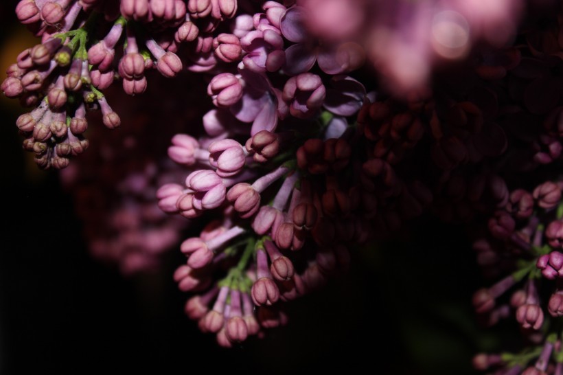 浓烈绽放的紫色丁香花图片