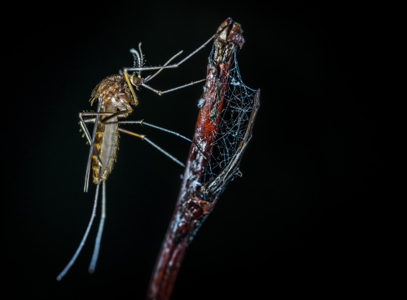 喜食鲜血的蚊子图片