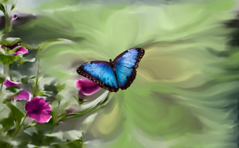 色彩鲜艳的黑框蓝闪蝶图片