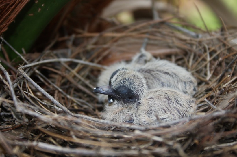 小鸟的家可爱的鸟巢图片