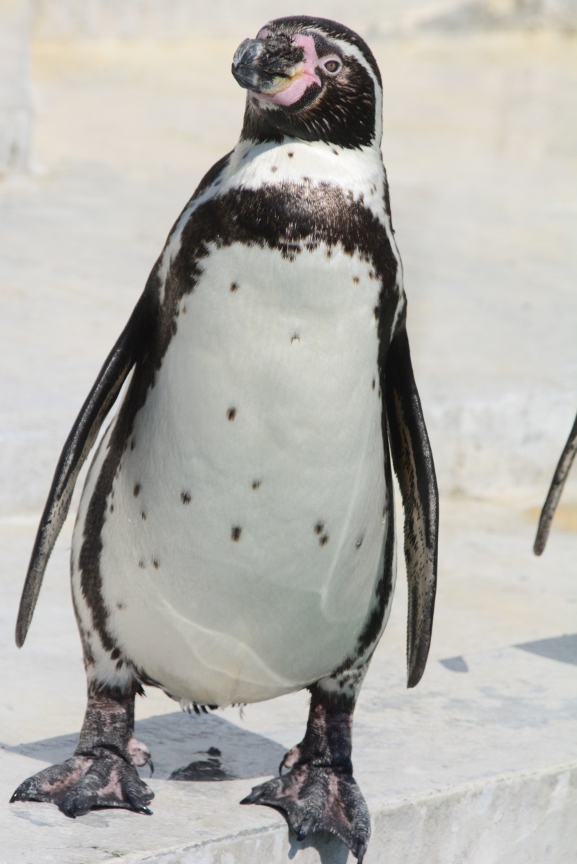 水族馆里可爱的企鹅图片