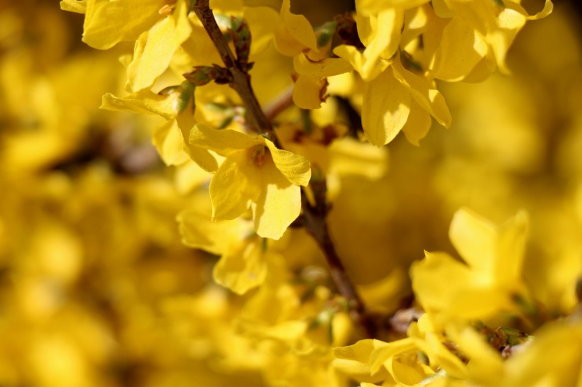 花团锦簇的金色金链花图片