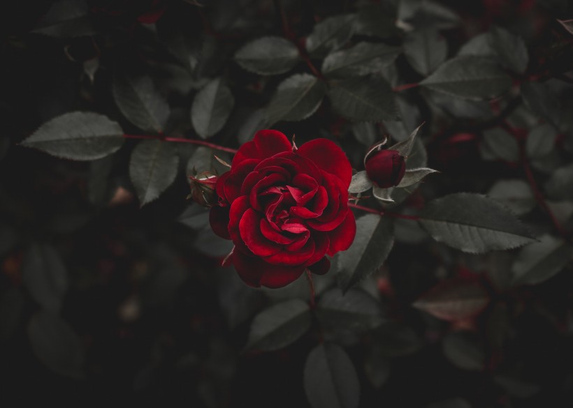鲜艳热情的红玫瑰图片