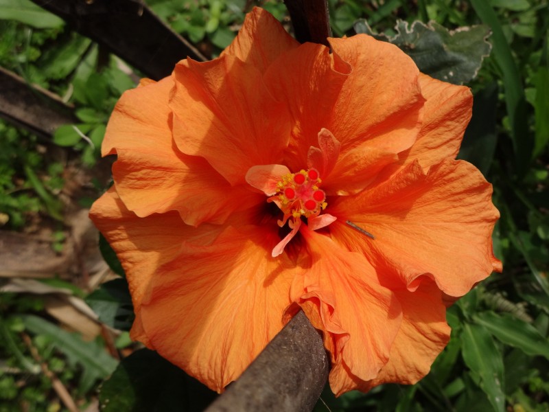 色彩艳丽的木槿花图片