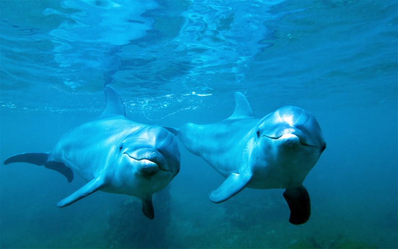 水生哺乳动物海豚图片