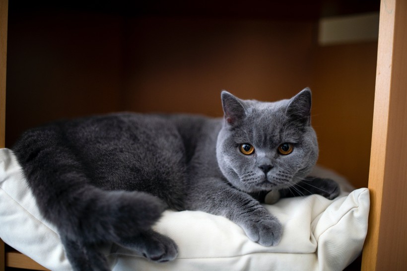 可爱友善的英国蓝色短毛猫图片