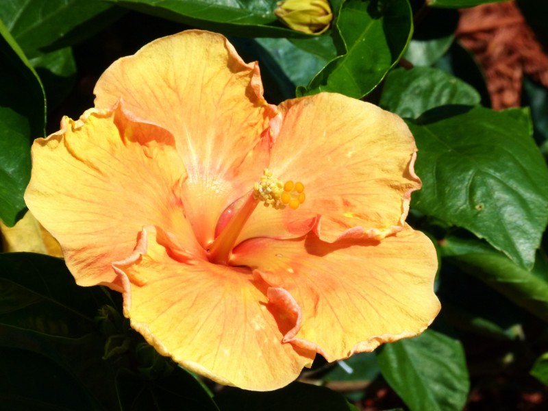 色彩艳丽的木槿花图片