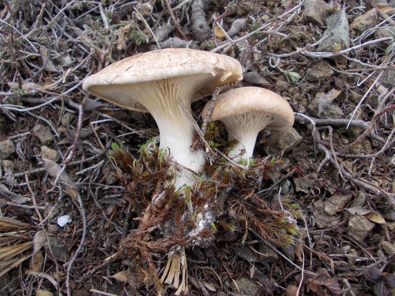 森林里的野蘑菇图片
