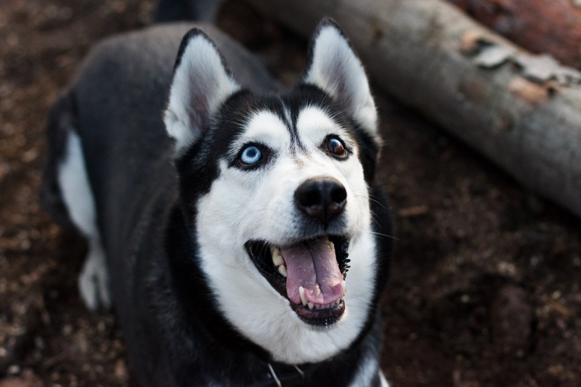 生性友善的西伯利亚雪橇犬图片