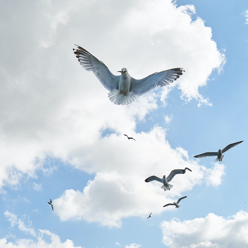 自由翱翔的海鸥图片