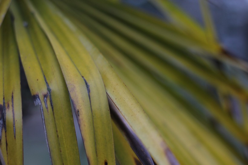泛黄的棕榈叶图片