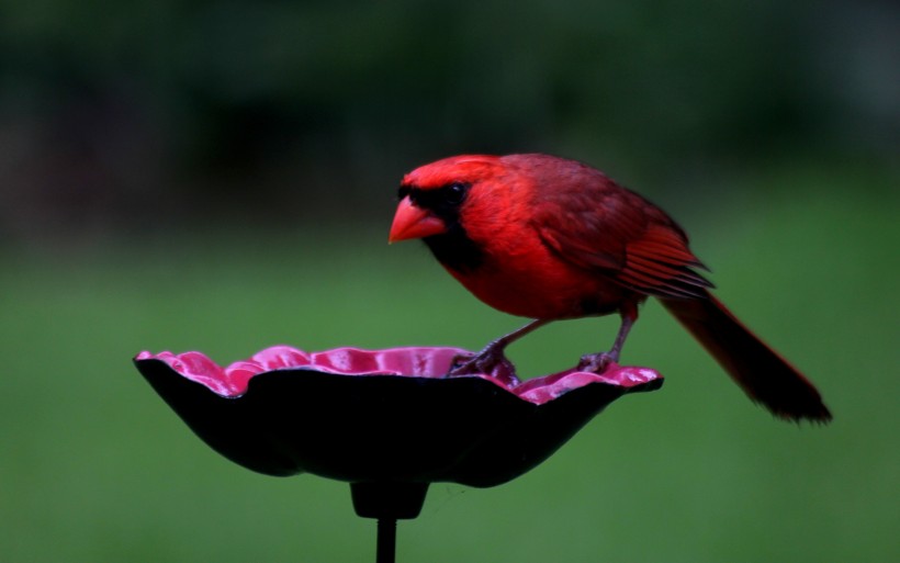 漂亮可爱的红衣主教鸟图片