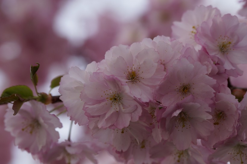 亮丽鲜艳的樱花图片