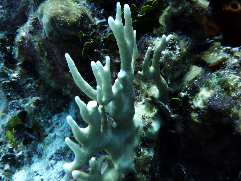 唯美多彩的珊瑚图片