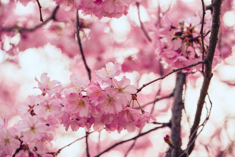 俏丽粉嫩的樱花图片
