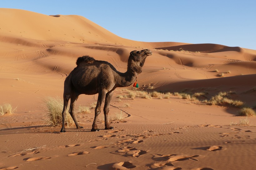 吃苦耐劳的骆驼图片