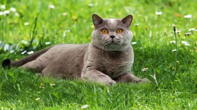 可爱友善的英国蓝色短毛猫图片