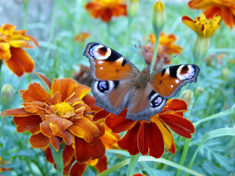 漂亮的孔雀蝴蝶图片