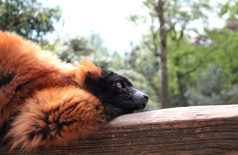 漂亮奇特的红领狐猴图片