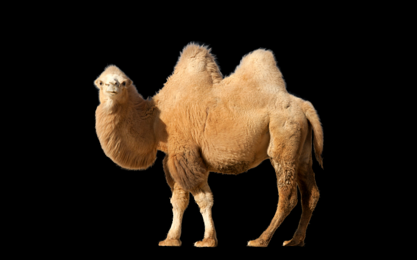骆驼png透明背景图片
