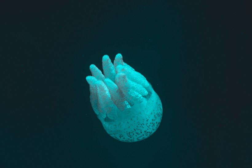 深海里的水母图片