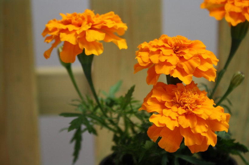 橙色娇美的金盏花图片