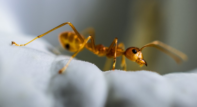 身材瘦小力量强大的蚂蚁图片