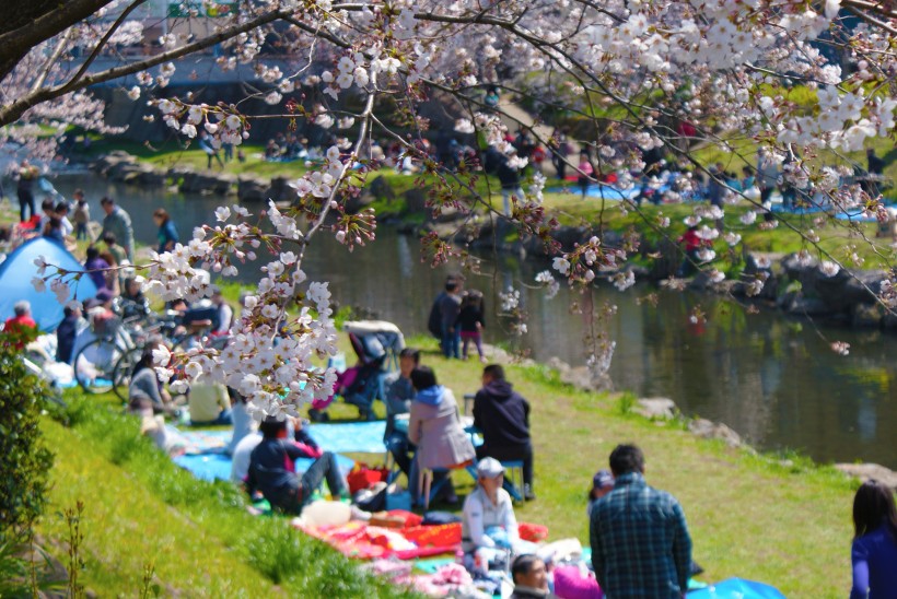 日本街道上随处可见的樱花图片