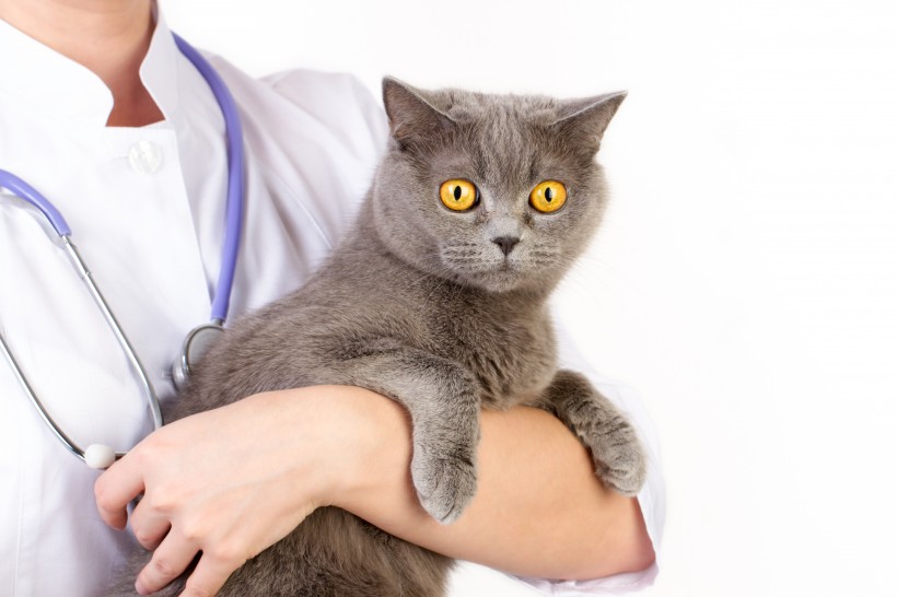 兽医治疗猫咪图片