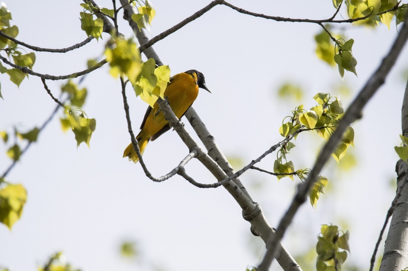树枝上的巴尔的摩拟黄鹂图片