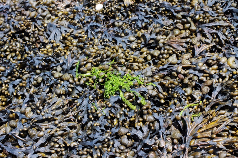 绿色新鲜的海藻图片