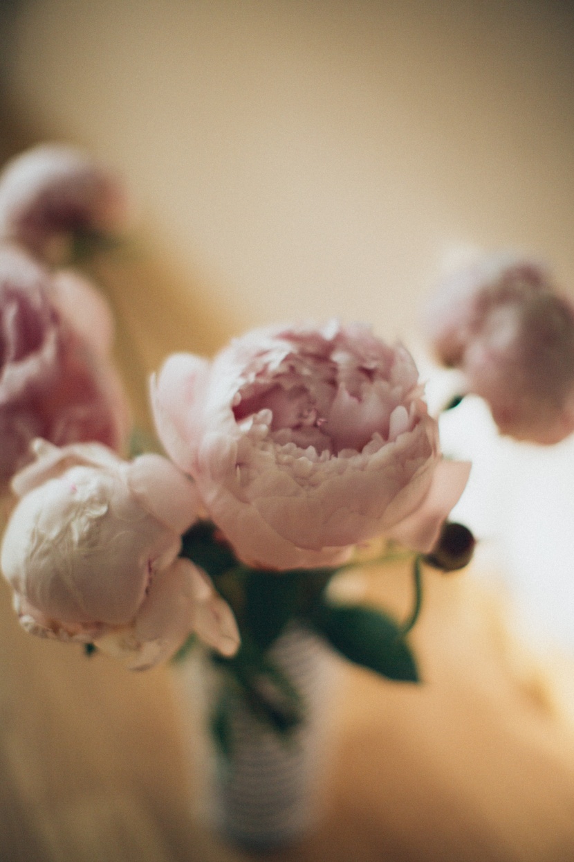 深粉色的玫瑰花图片