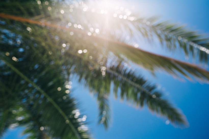 阳光下的棕榈树图片